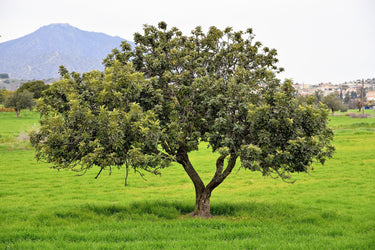 20 CAROB TREE Saint John's Bread Ceratonia Siliqua Evergreen Edible Fruit Pods Legume Flowering Ornamental Tree Seeds